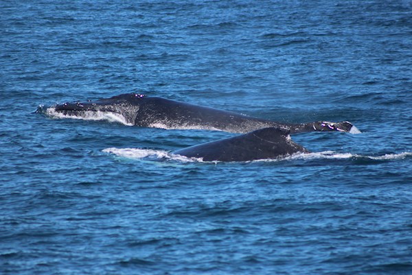 Humpback Whale Logging