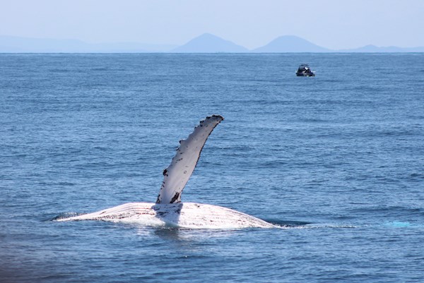 Humpback Whale Pec Slap