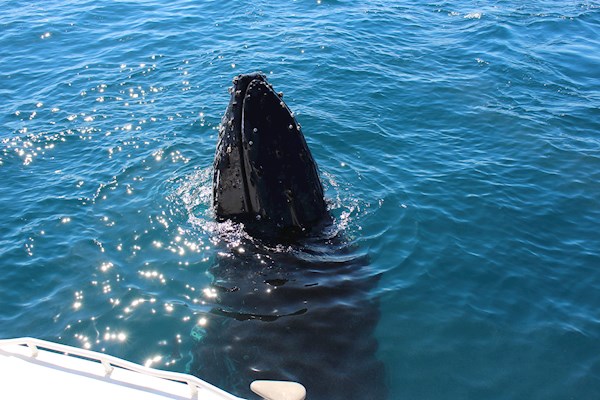 Humpback Whale Spyhopping