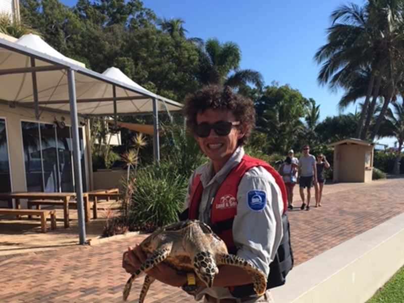 Hawksbill Turtle rescue at Tangalooma