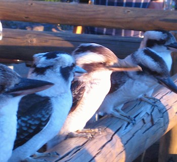 kookaburra tangalooma conditions