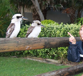 kookaburra feeding tangalooma bookings