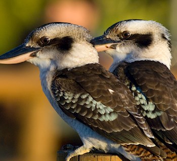 kookaburra tangalooma