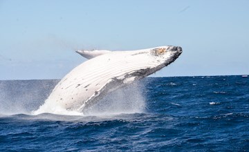 Humpback Whale Breaching in the Open Waters