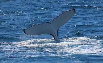 Humpback Whale Tail