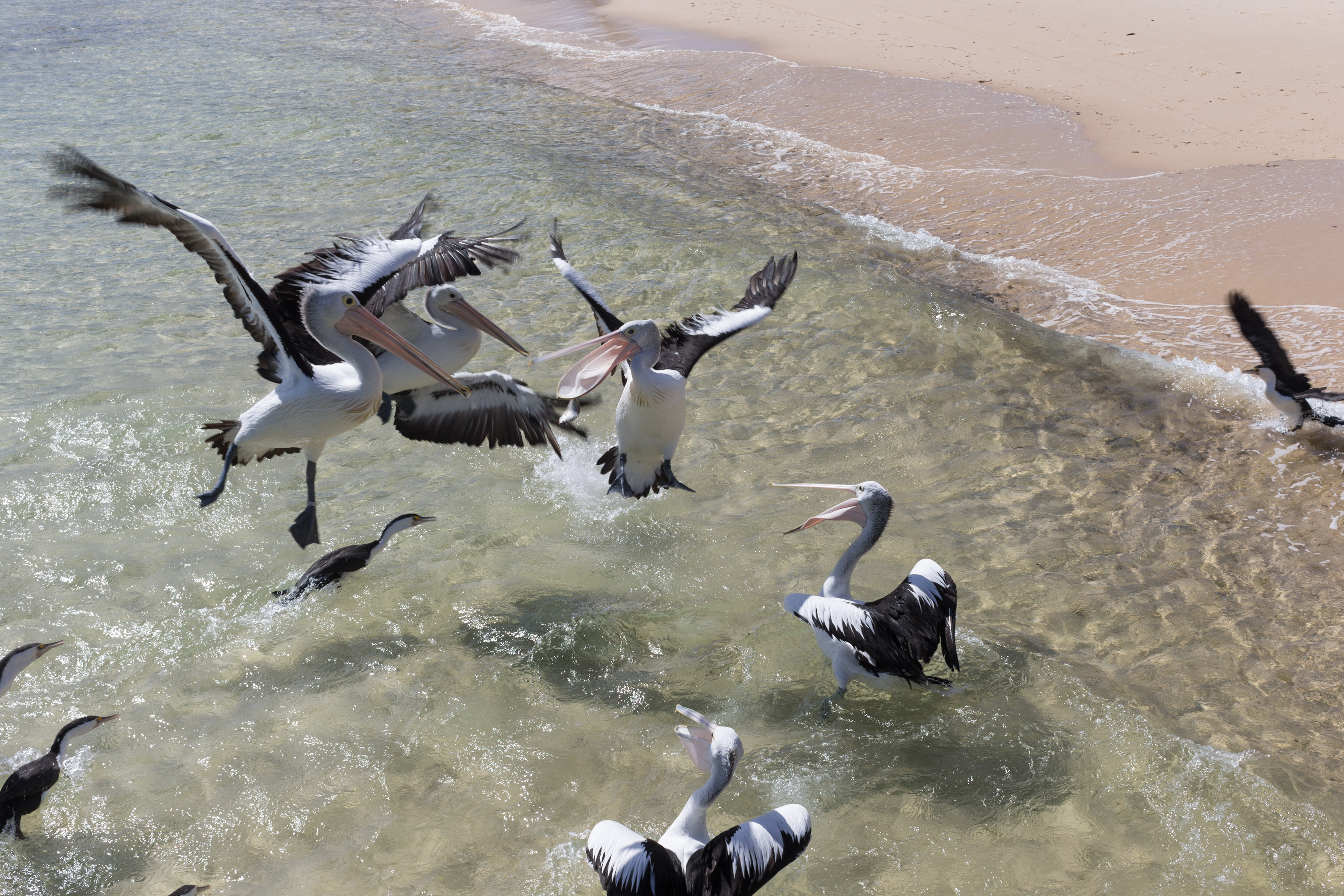 Pelican Feeding at Tangalooma