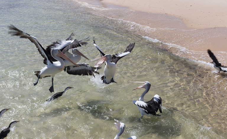 Pelican Feeding at Tangalooma