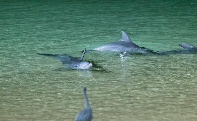 Tangalooma Island Resort Dolphins