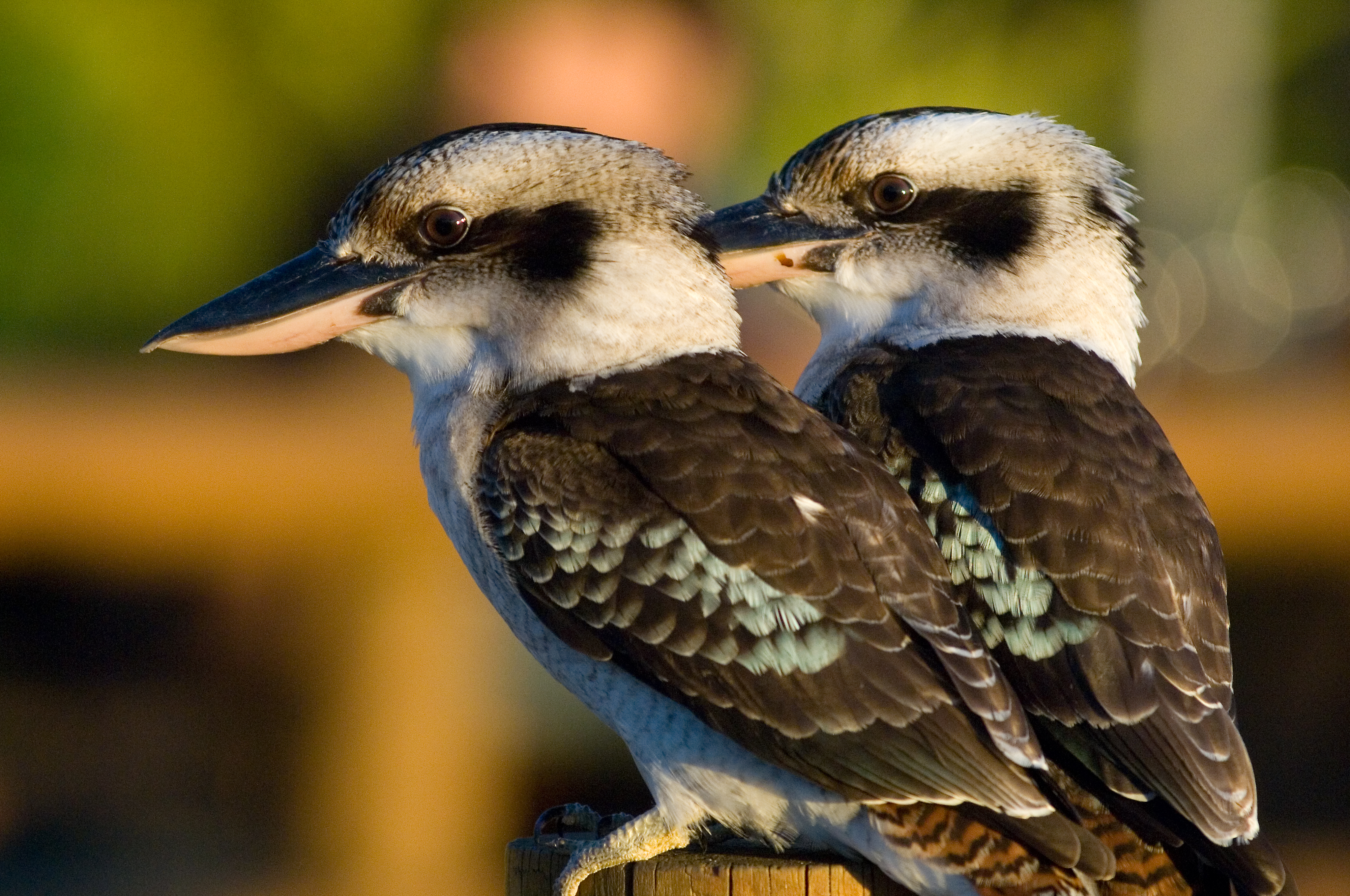 Kookaburra Feeding at Tangalooma