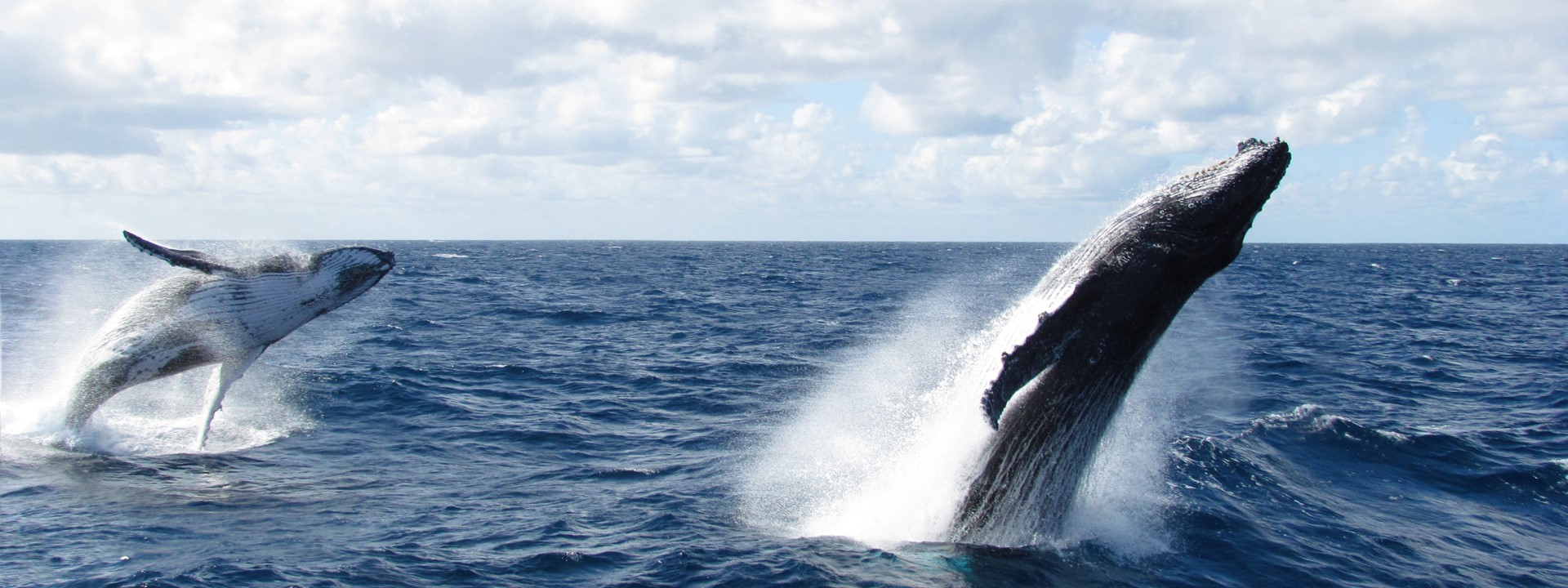 Humpback Whale Double Breach