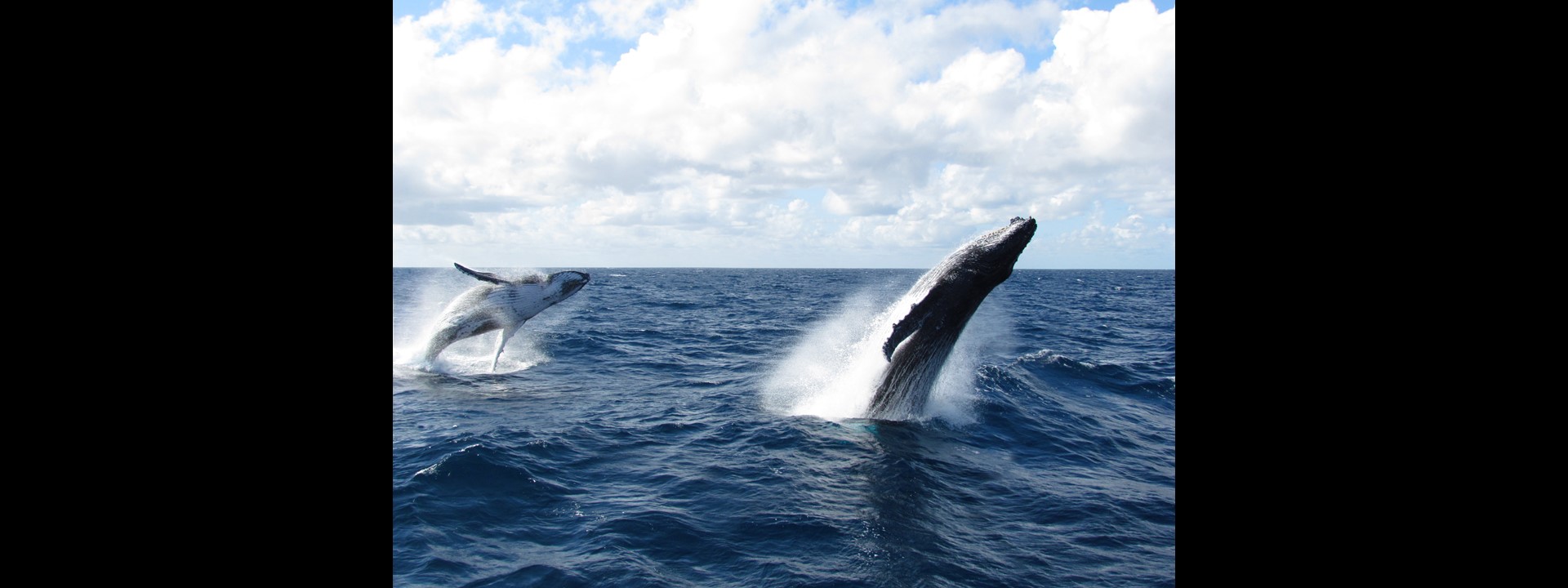 Humpback Whale Double Breach Humpback Whale Double Breach