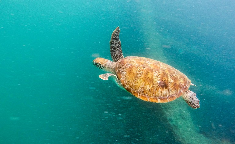 Tangalooma Island Resort Turtles
