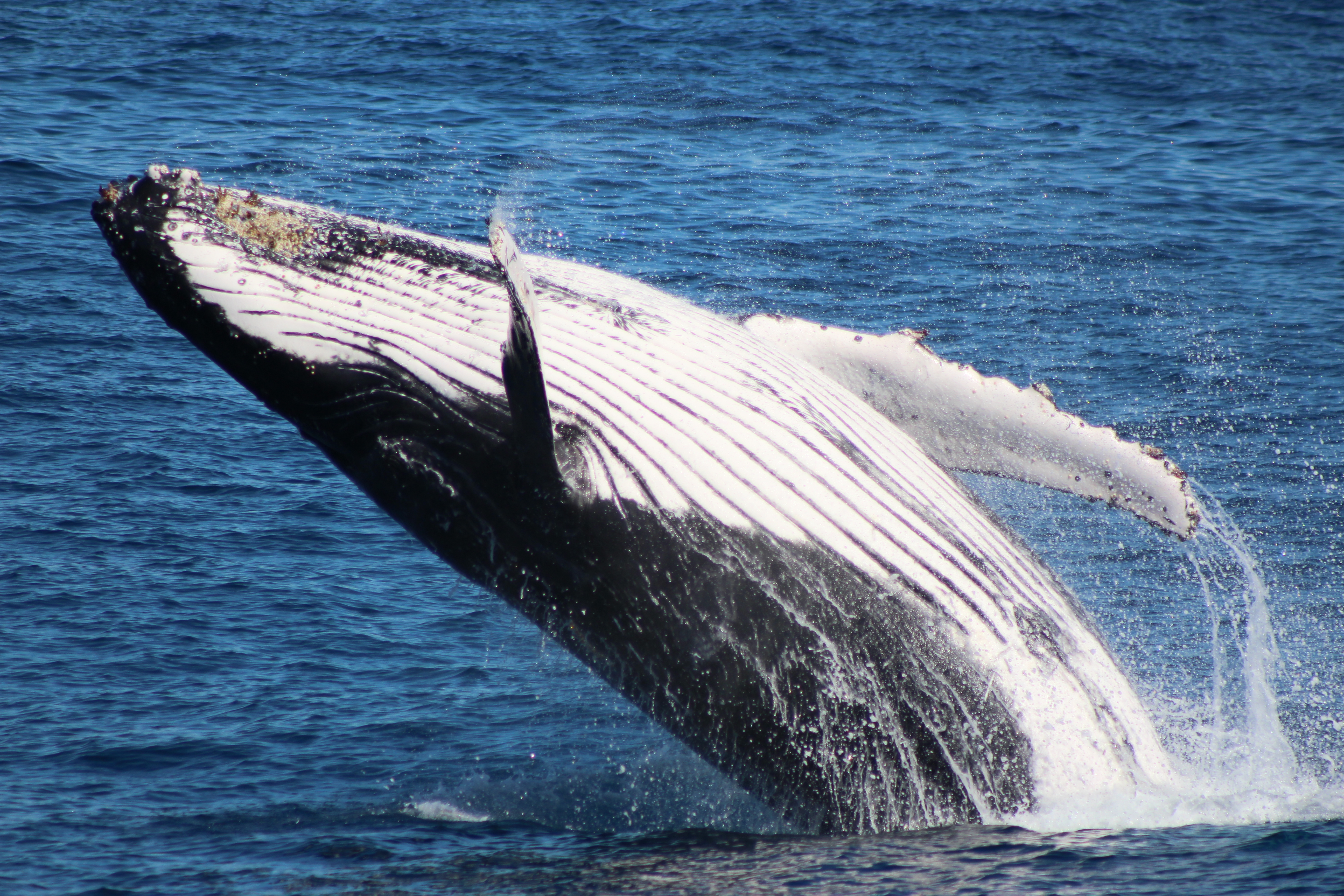 Humpback Whale Breach
