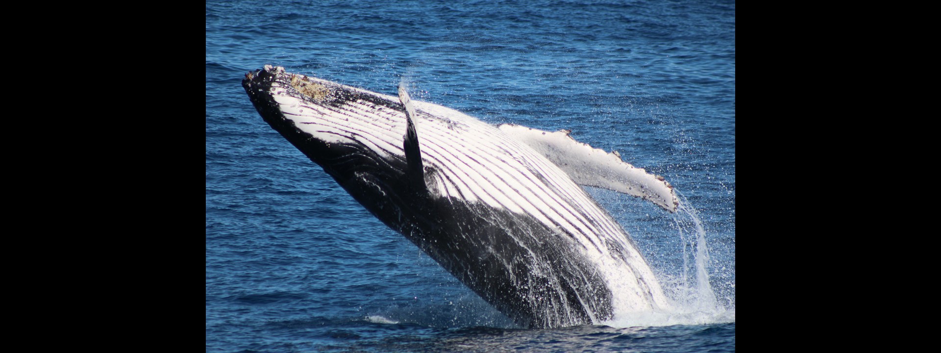 Humpback Whale Breach Humpback Whale Breach