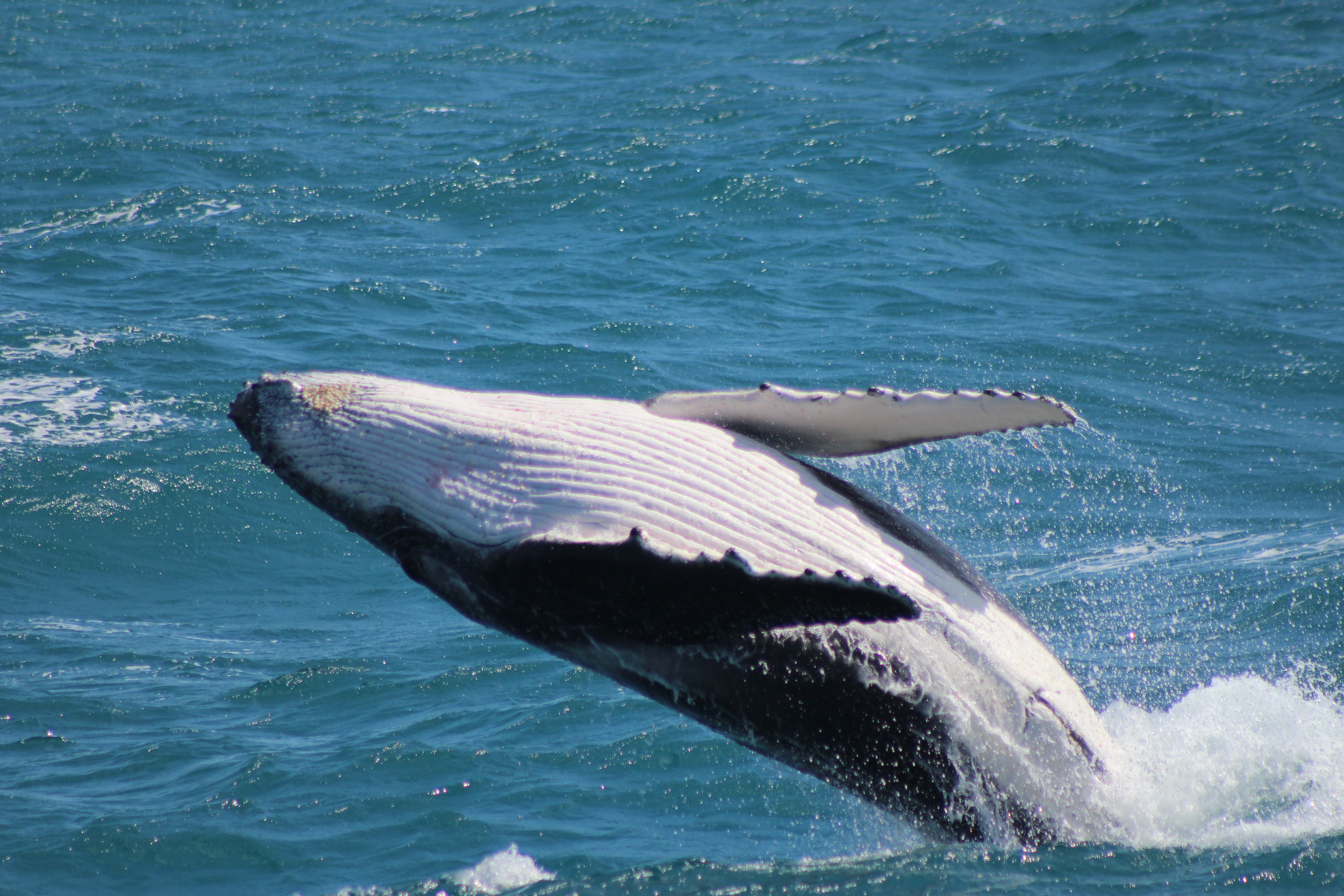 Humpback Whale in Australia