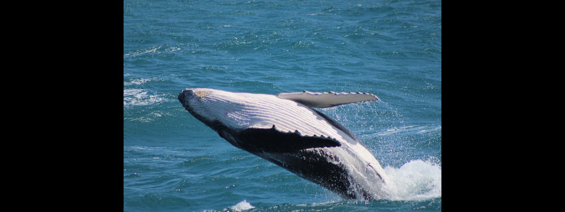 Humpback Whale in Australia