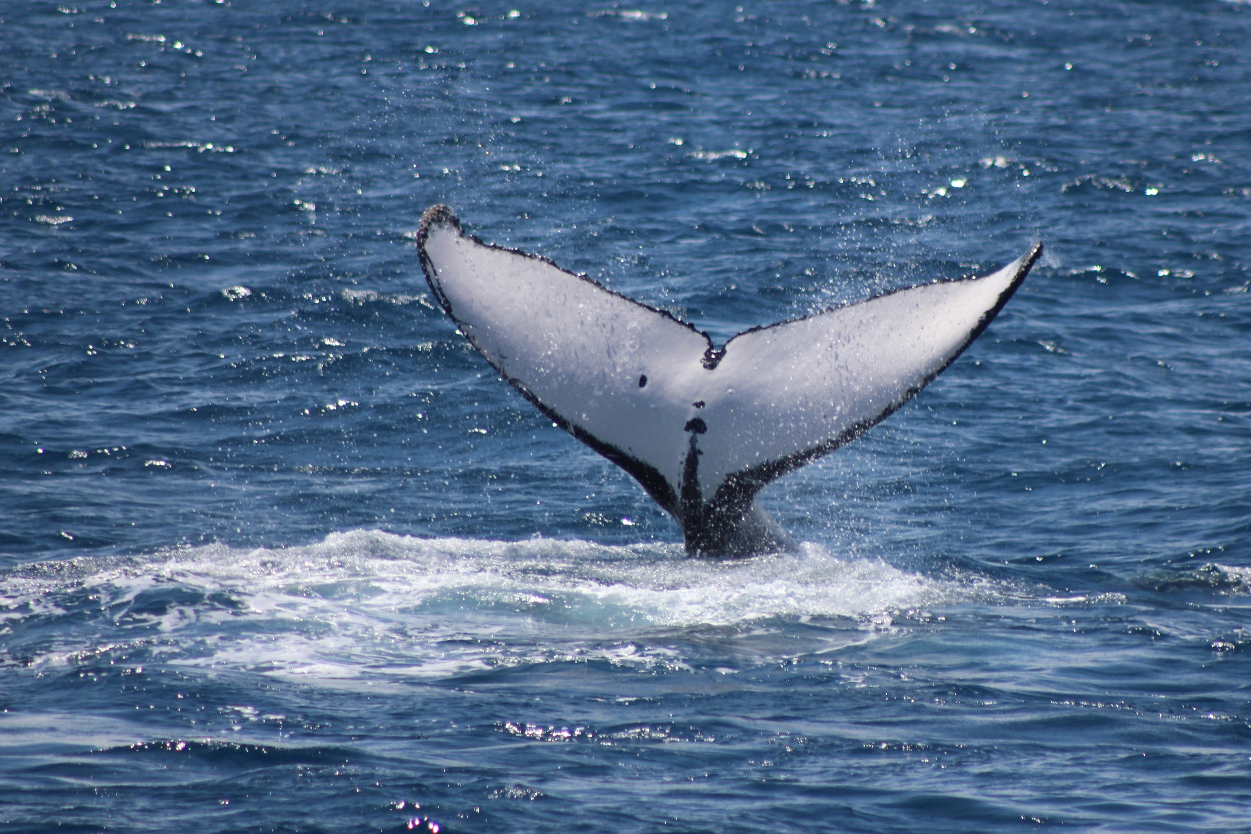 Humpback Whale Tail Slapping