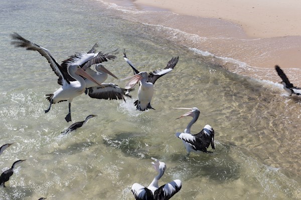 Pelican Feeding at Tangalooma Island Resort