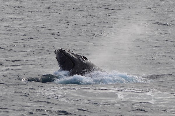Humpback Whale Head Lunge