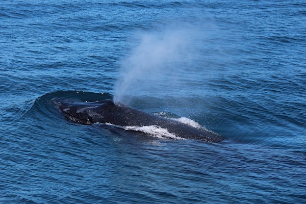 Humpback Whale Spouting