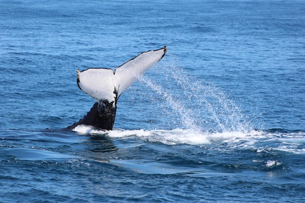 Humpback Whale Tail Slap