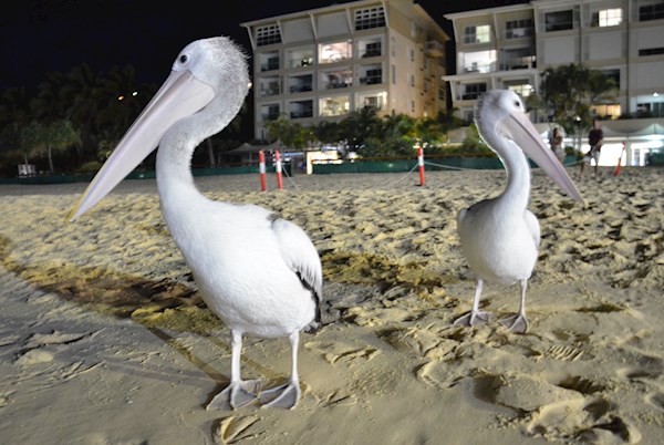 Pelicans on Moreton Island