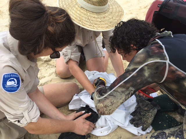 Tangalooma Cormorant Injury