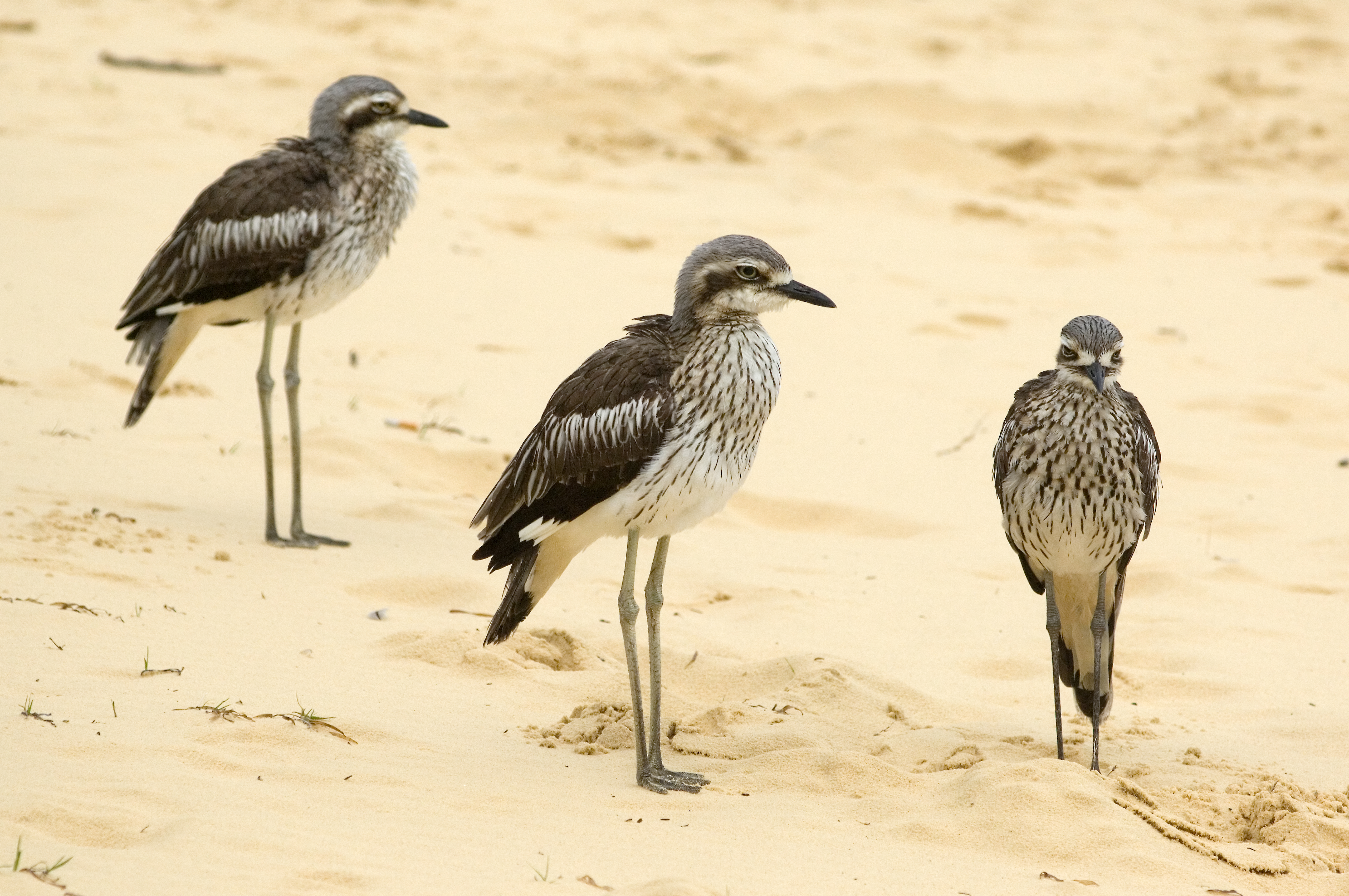 Curlews on Moreton Island's beach