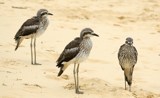 Curlews on Moreton Island's beach