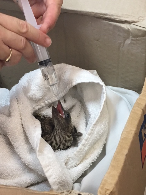 Caring for Fig Bird