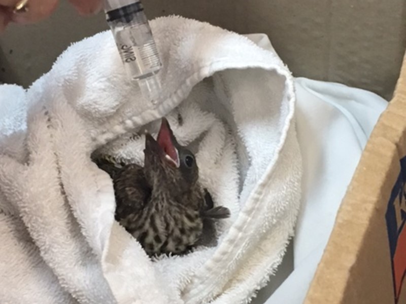 Caring for Fig Bird