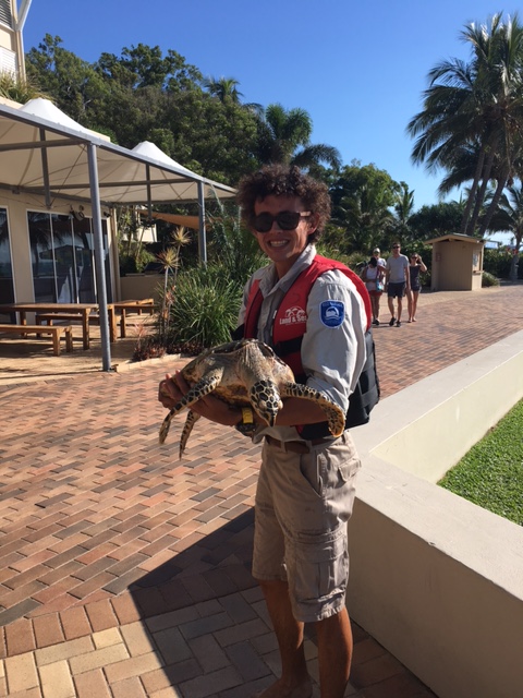 Hawksbill Turtle rescue at Tangalooma