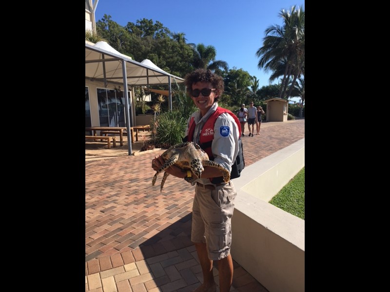 Hawksbill Turtle rescue at Tangalooma Hawksbill Turtle rescue at Tangalooma
