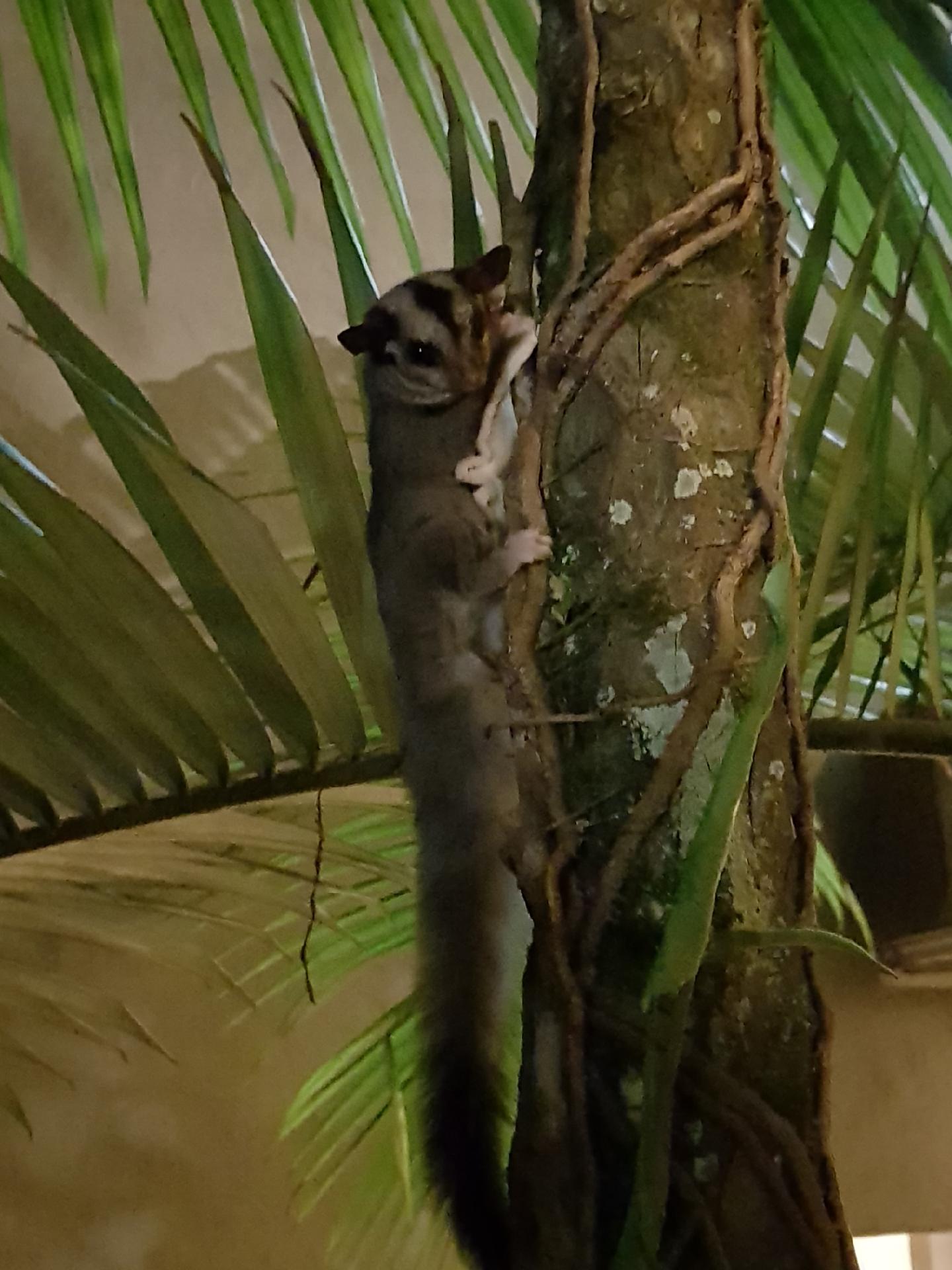 Sugar glider rescue at Tangalooma