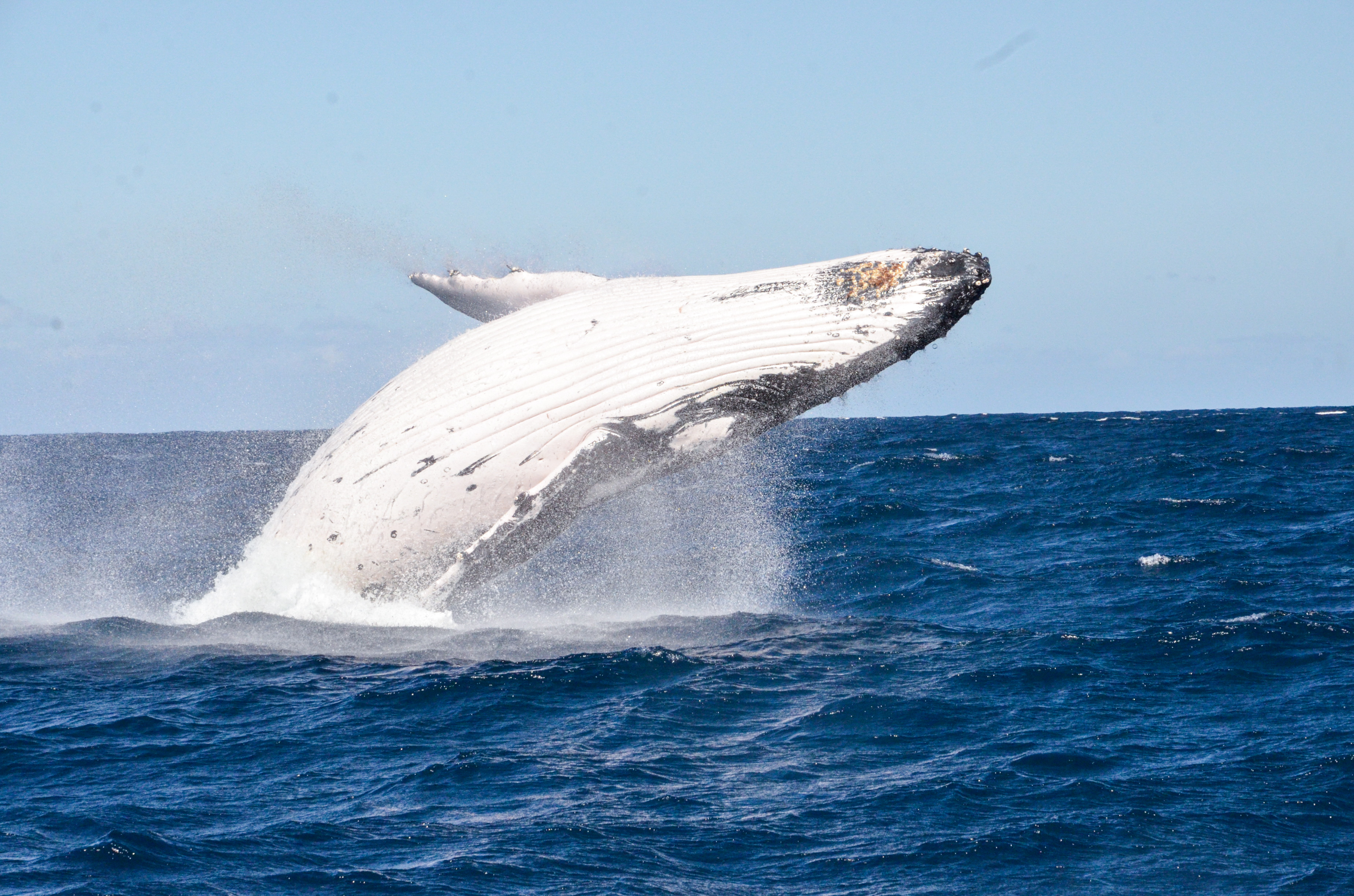 Humpback Whale sighting near Moreton Island