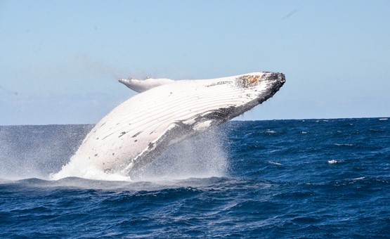Humpback Whale sighting near Moreton Island