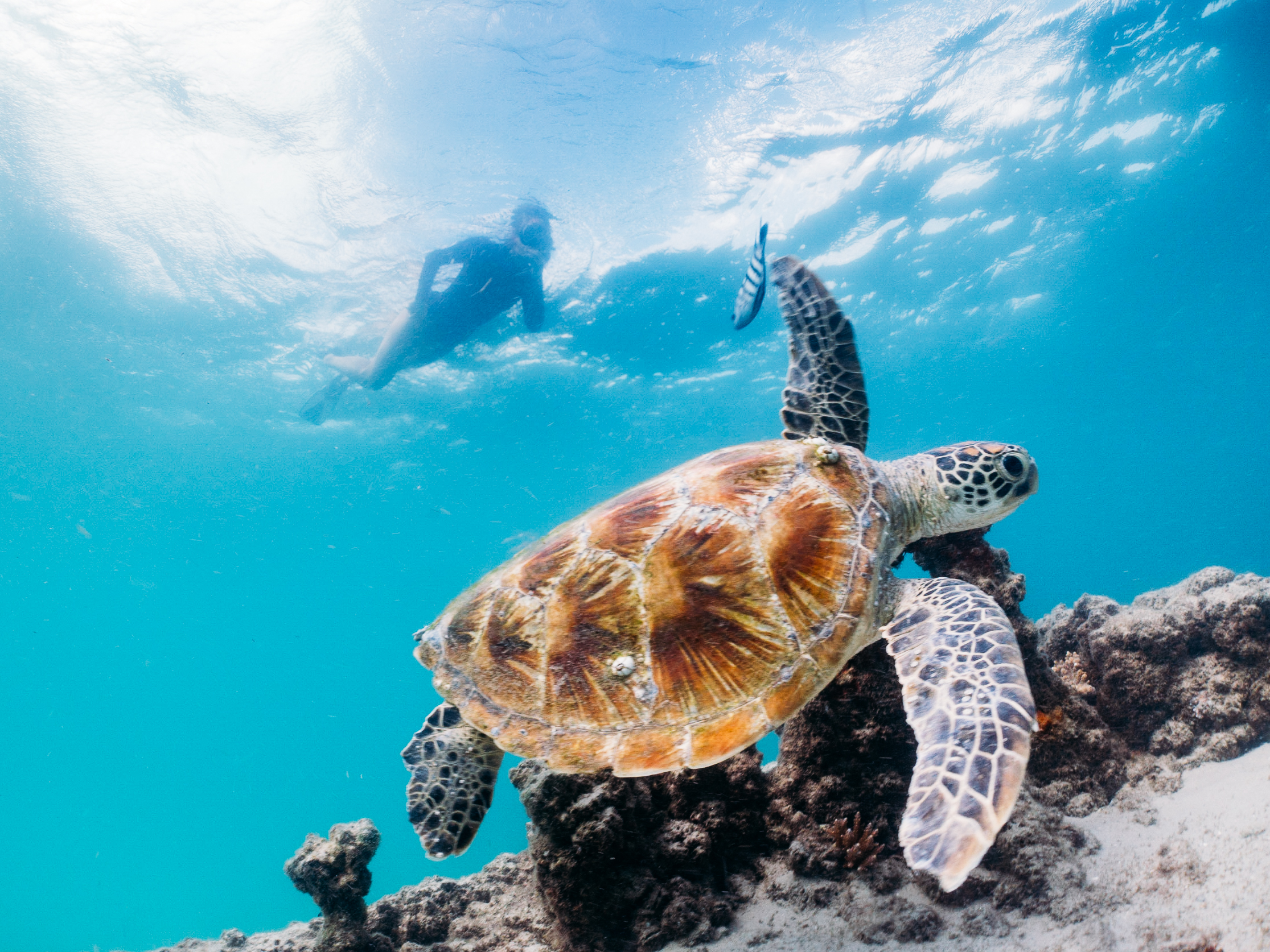 Snorkel Tangalooma Wrecks