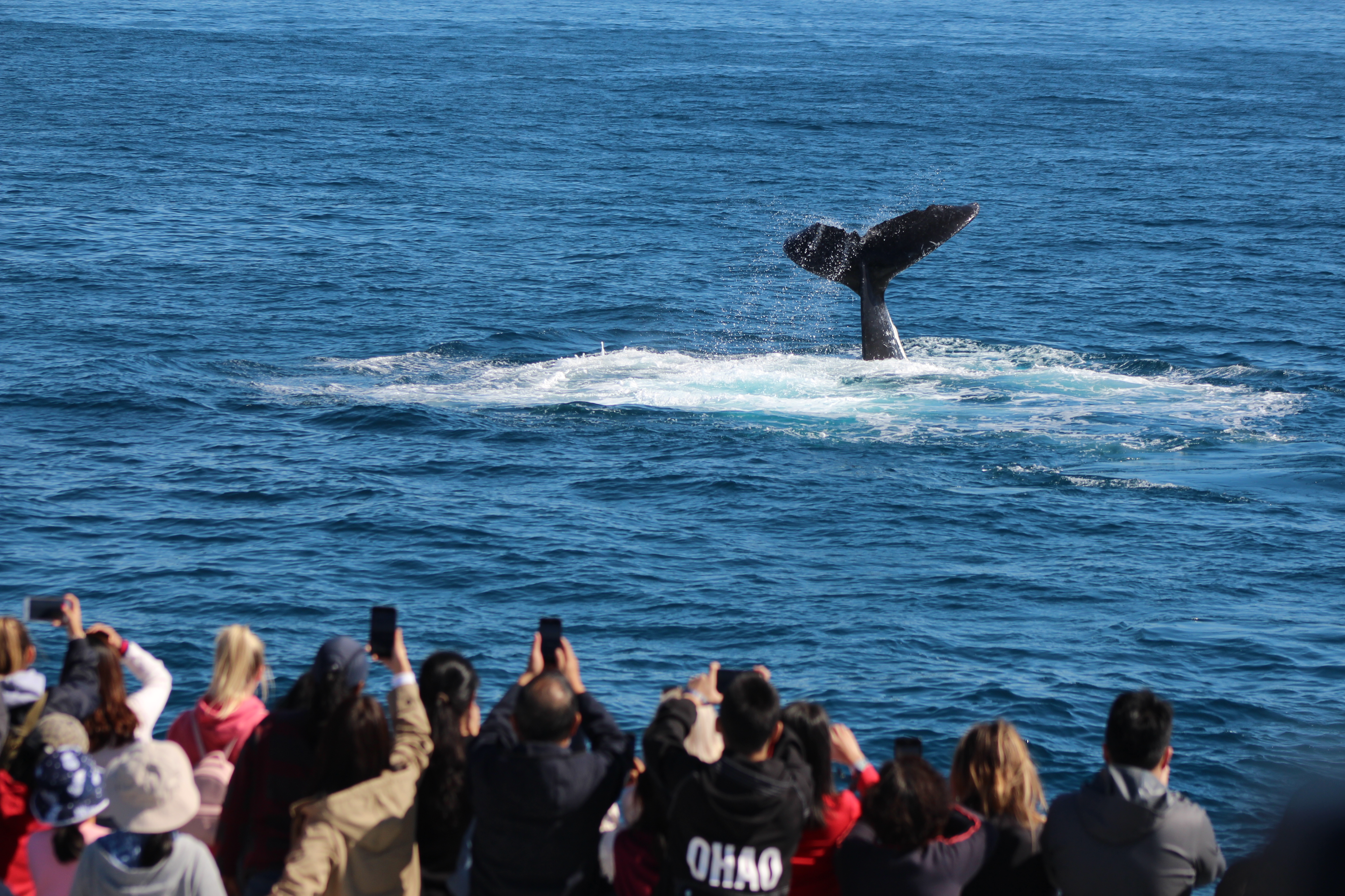 Humpback Whale impresses guests