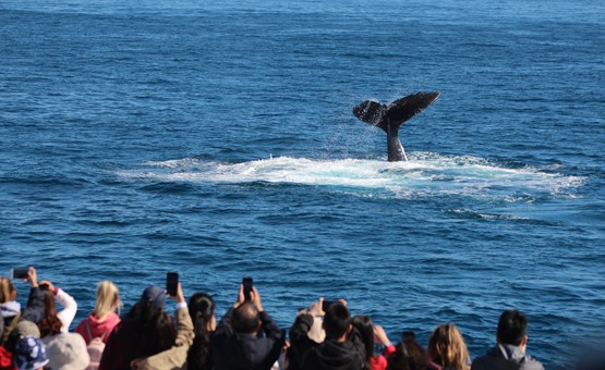 Humpback Whale impresses guests