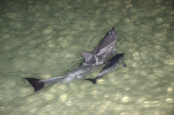 Silhouette's Baby Dolphin at Tangalooma