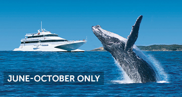 moreton island cruise ship