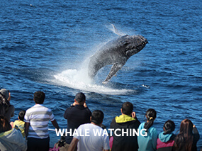 Whale Watching
