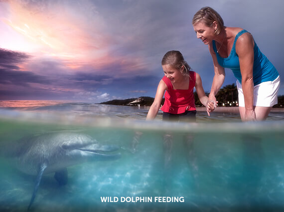 Wild Dolphin Feeding