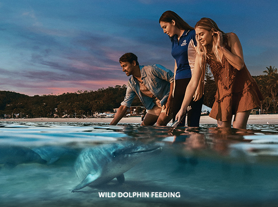 Wild Dolphin Feeding