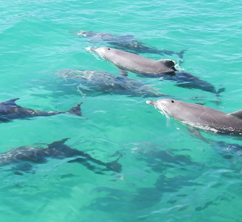 Harnessing the Power of Dolphin Love: Transforming Passion into ...