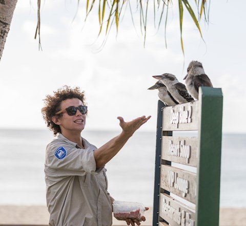 kookaburra tangalooma